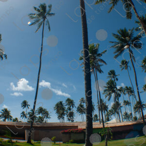 palm trees at a resort