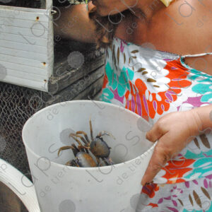 Woman handling crabs