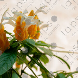 Yellow flowers