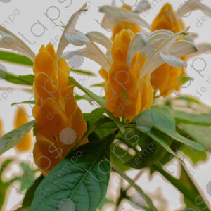 Yellow flowers