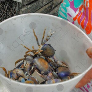 several crabs in a bucket