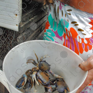 several crabs in a bucket