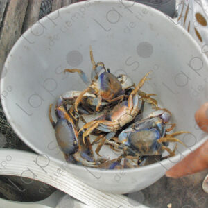 several crabs in a bucket