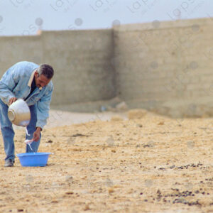 A dairy camel farmer filters milk in Dakhla, Morocco
