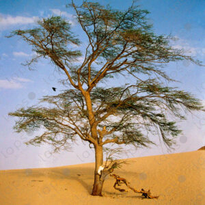 Acacia tree in western Sahara