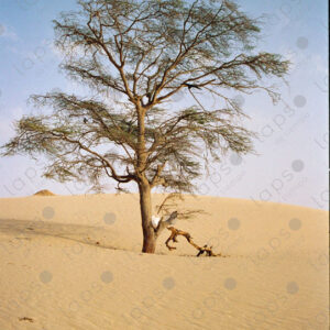 Acacia tree in western Sahara