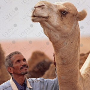 Alpha Male Camel with His Keeper, Dakhla