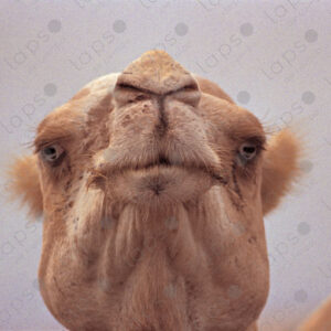 Alpha male camel portrait, Dakhla