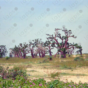 Baobab fields in Saint-Louis, Senegal