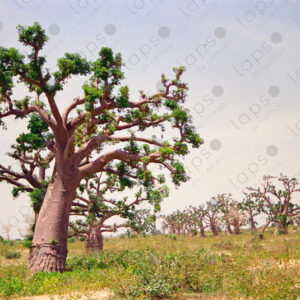 Baobab fields in Saint-Louis, Senegal