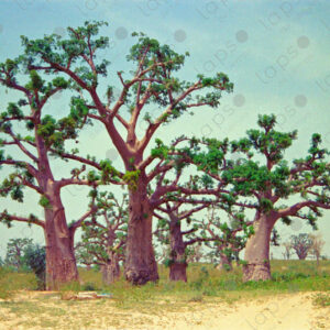 Baobab trees in Saint-Louis, Senegal