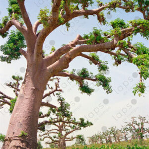 Baobab trees in Saint-Louis, Senegal