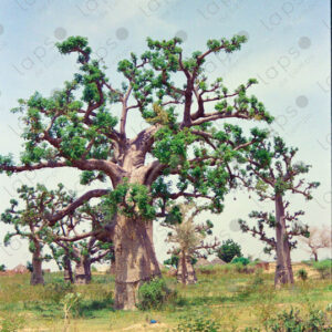 Baobab trees in Saint-Louis, Senegal