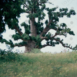 Baobabs seen from a moving car