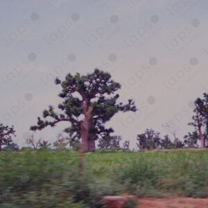 Baobabs seen from a moving car