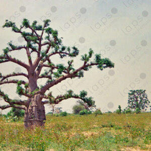 Baobabs seen from a moving car
