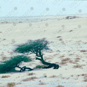Buried tree in the Western Sahara Desert