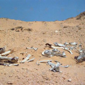 Camel bones in the Sahara desert