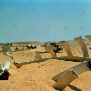 Camel bones in the Sahara desert