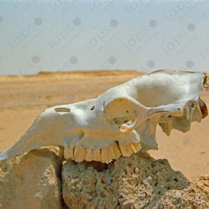 Camel bones in the Sahara desert