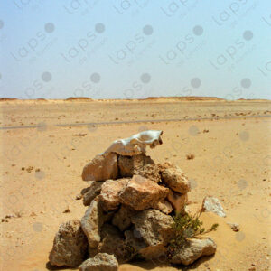 Camel bones in the Sahara desert