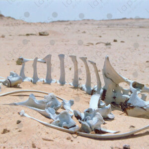 Camel bones in the Sahara desert