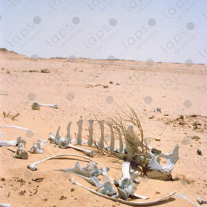 Camel bones in the Sahara desert