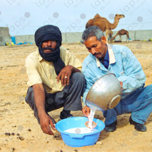 Camel breeders filter milk in Dakhla, Morocco
