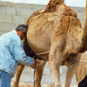 Camel herders milking a camel in Dakhla, Morocco