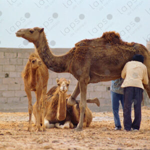 Camel herders milking a camel in Dakhla, Morocco