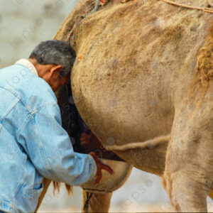 Camel herders milking a camel in Dakhla, Morocco