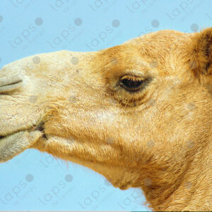 Camel profile portrait