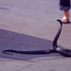 Close-Up of Snake with Snake Charmer in Marrakech