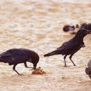 Crows in Western Sahara
