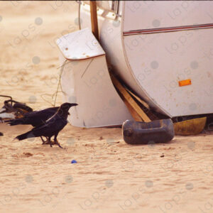 Crows in Western Sahara