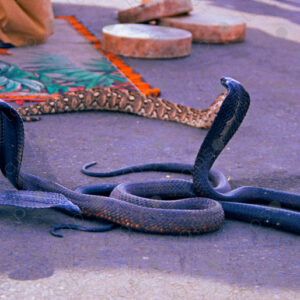 Detailed View Cobra Performance by Snake Charmer, Marrakech