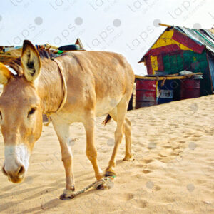 Donkey in the Western Sahara desert