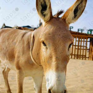 Donkey in the Western Sahara desert