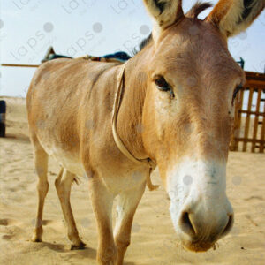 Donkey in the Western Sahara desert