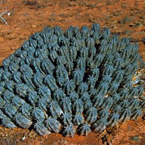 Endemic Cactus of the Moroccan Desert