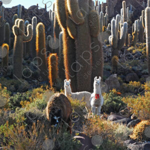 Giant Cacti and Llamas