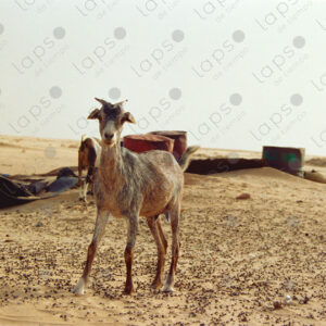 Goat in the Western Sahara desert
