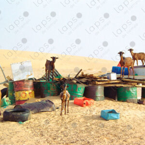 Group of Goats in Western Sahara