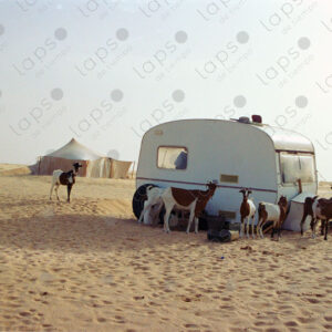 Group of goats in an abandoned trailer in Western Sahara