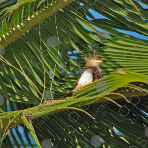 Güira Cuckoo, guira guira