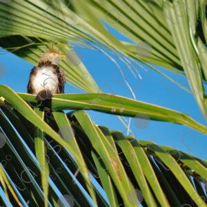 Güira Cuckoo, guira guira