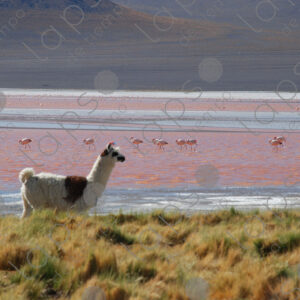 Llama with Laguna Colorada