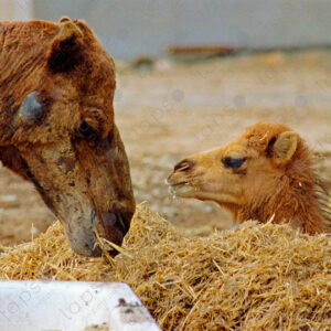 Mother Camel with Calf, Dakhla