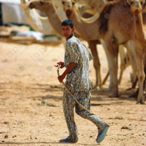 Nomadic Sahrawi boy and his camel caravan
