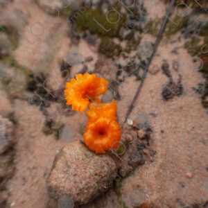 Orange fungus